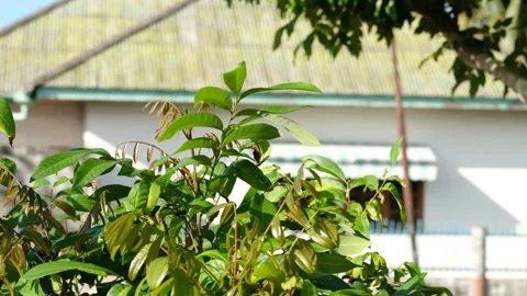 A beautiful scenery mango tree with slow motion Stock Footage 244592571