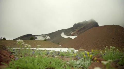 Beautiful scenery of mountain and wild flowers Stock Footage 59509504