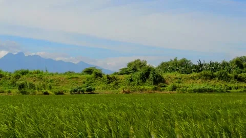 Beautiful scenery: paddy dancing Stock Footage 229602968