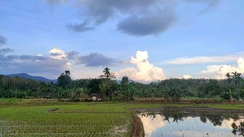 Beautiful scenery of paddy fields between the hills. Фото