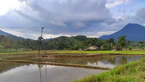 Beautiful scenery of paddy fields between the hills. Фото
