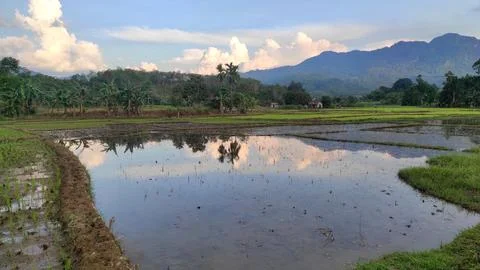 Beautiful scenery of paddy fields between the hills. Фото