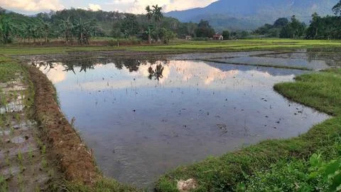 Beautiful scenery of paddy fields between the hills. Фото