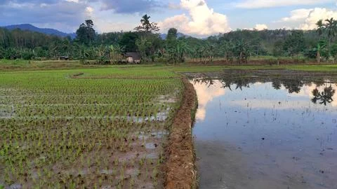 Beautiful scenery of paddy fields between the hills. Фото