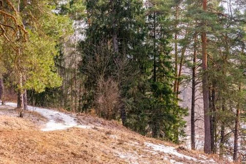 Beautiful scenery in the pine forest. Stock Photos