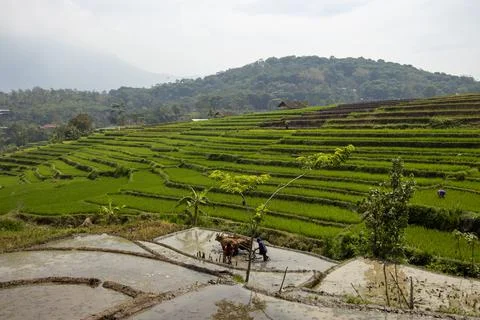 Beautiful scenery of rice fields Stock Photos