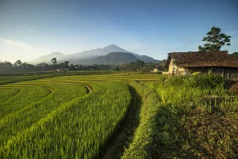 Beautiful scenery of rice fields Stock Photos