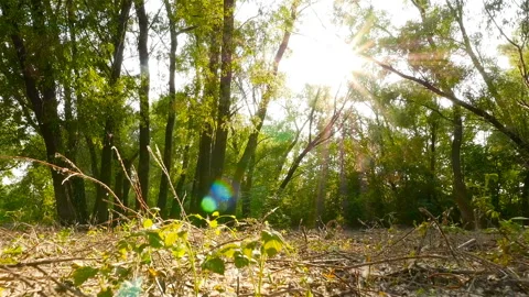 Beautiful scenery with sun rays. The camera is moving forward. Slow motion Stock Footage 91408090