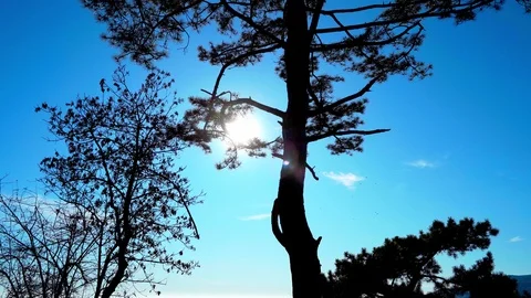 A beautiful scenery of a tree standing in front of a saline and clear blue sky Stock Footage 121475577
