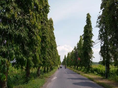 Beautiful scenery with trees on either side of the road Stock Photos
