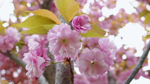 Beautiful scenic park with cherry tree. Nature and environment Stock Footage 308528409