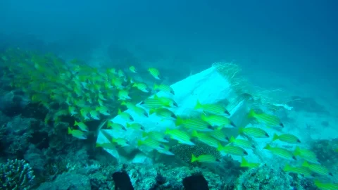 Beautiful school of fish Bluestripe Snapper (Lutjanus kasmira) Stock Footage