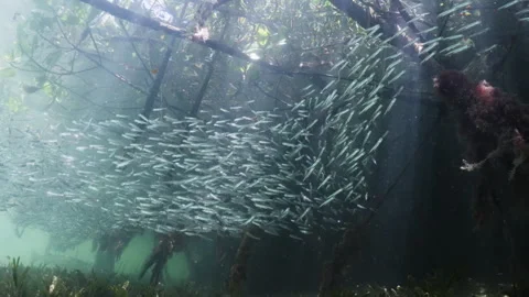 Beautiful schooling fish together with a barracuda 4K Stock Footage 299922207