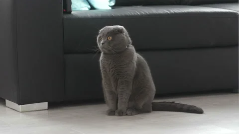 A beautiful Scottish cat sits next to the sofa. Stock Footage 87764981
