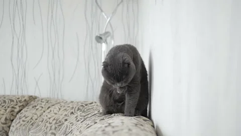 A beautiful Scottish cat is washed Stock Footage 86982555