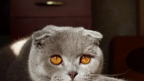 Beautiful scottish fold cat close-up 動画素材 125485697