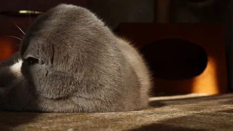 Beautiful scottish fold cat close-up Stock Footage 125485698