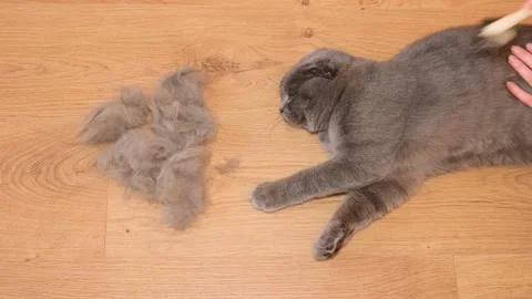 A beautiful Scottish Fold cat is combed by hand with a brush. Cleaning the cat's Stock Footage 233159717