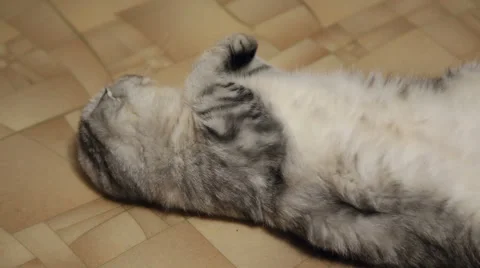 The beautiful scottish fold cat Stock Footage 57511361