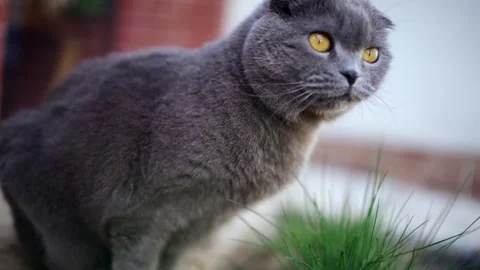 A beautiful scottish fold cat with large orange eyes eating green grass on .. Stock Footage 339755227