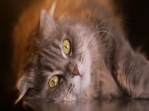 Beautiful Scottish Fold cat lying on the desk Stock Footage 80267372