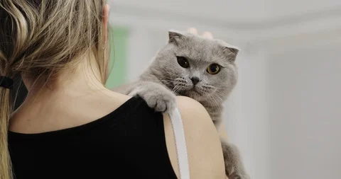 A beautiful Scottish Fold cat is sitting in the arms of a girl at home. Stock Footage 85790251