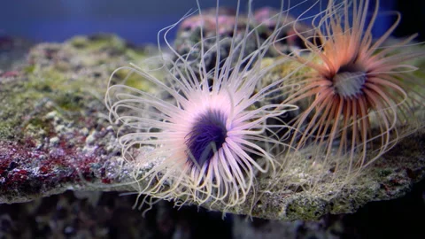 Beautiful sea anemone 스톡 동영상 123039291