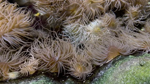 Beautiful sea anemones on the rocks during low tide Video stock 280003953