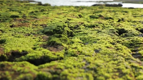 Beautiful Sea beach algae Stock Footage 135896852