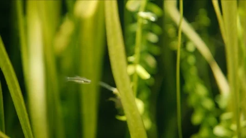 Beautiful Sea Creatures in their Natural Habitat Vidéo 89463511