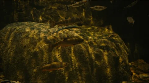 Beautiful Sea Creatures in their Natural Habitat Vidéo 89463514