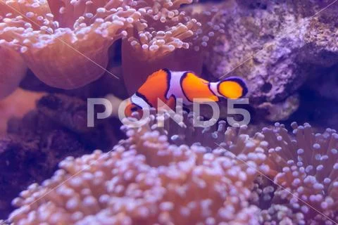 Beautiful sea flower in underwater world with corals and fish. Nature backgr Stock Photos