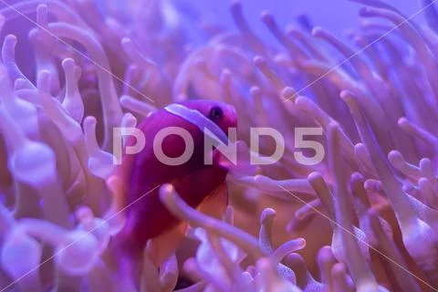 Beautiful sea flower in underwater world with corals and fish. Nature backgr Stock Photos