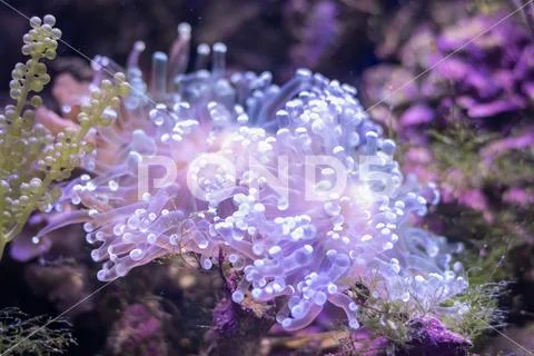 Beautiful sea flower in underwater world with corals and fish. Nature backgr Stock Photos