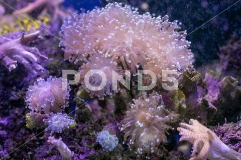 Beautiful sea flower in underwater world with corals and fish. Nature backgr Stock Photos