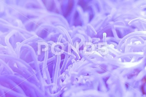 Beautiful sea flower in underwater world with corals and fish. Nature backgr Stock Photos