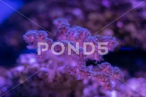 Beautiful sea flower in underwater world with corals and fish. Nature backgr Stock Photos