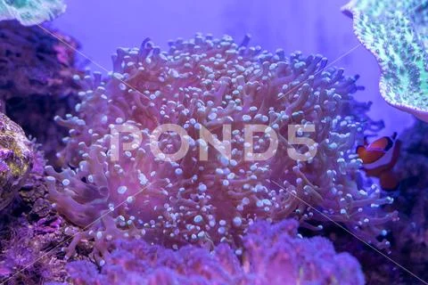 Beautiful sea flower in underwater world with corals and fish. Nature backgr Stock Photos