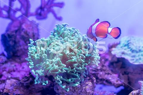 Beautiful sea flower in underwater world with corals and fish. Nature backgr Stock Photos