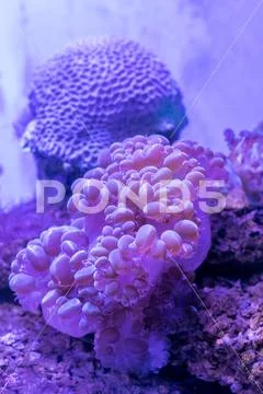 Beautiful sea flower in underwater world with corals and fish. Nature backgr Stock Photos