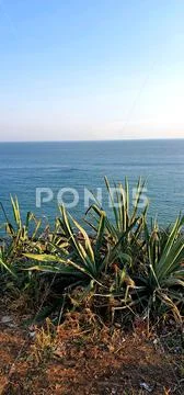 Beautiful sea with plants Stock Photos