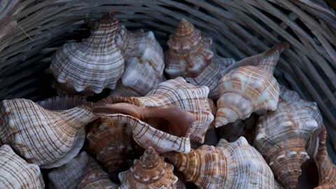 Beautiful sea rapana shell in a basket are sold on the shore in the Stock Footage 293212978