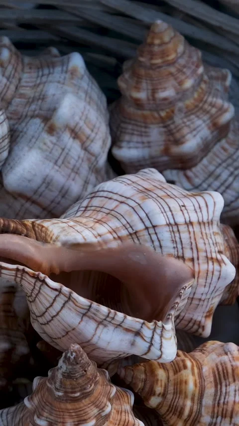 Beautiful sea rapana shell in a basket are sold on the shore in the Stock Footage 293482963