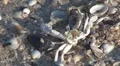 Beautiful sea shell and carp skeleton on the beach HD Footage