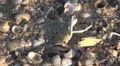 Beautiful sea shell and carp skeleton on the beach HD Footage