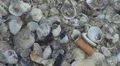 Beautiful sea shell and cigarette butt on the beach HD Footage
