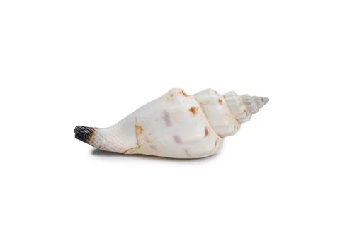 Beautiful sea shell Фото
