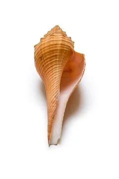 Beautiful sea shell Фото