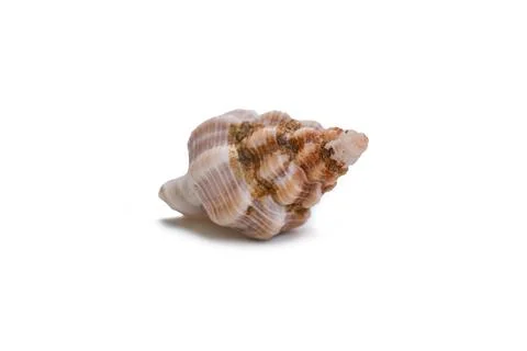 Beautiful sea shell Фото