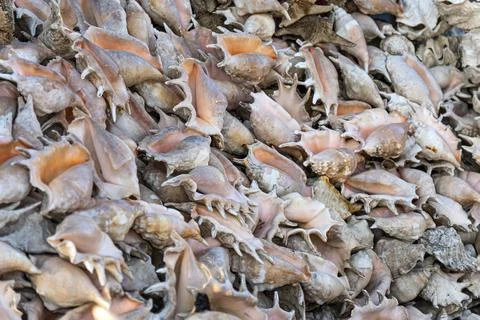 Beautiful sea shells. Background of seashells souvenirs for sale Stock Photos